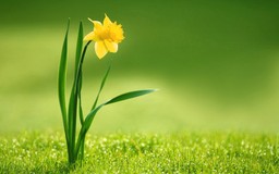 One yellow daffodil growing in green grass